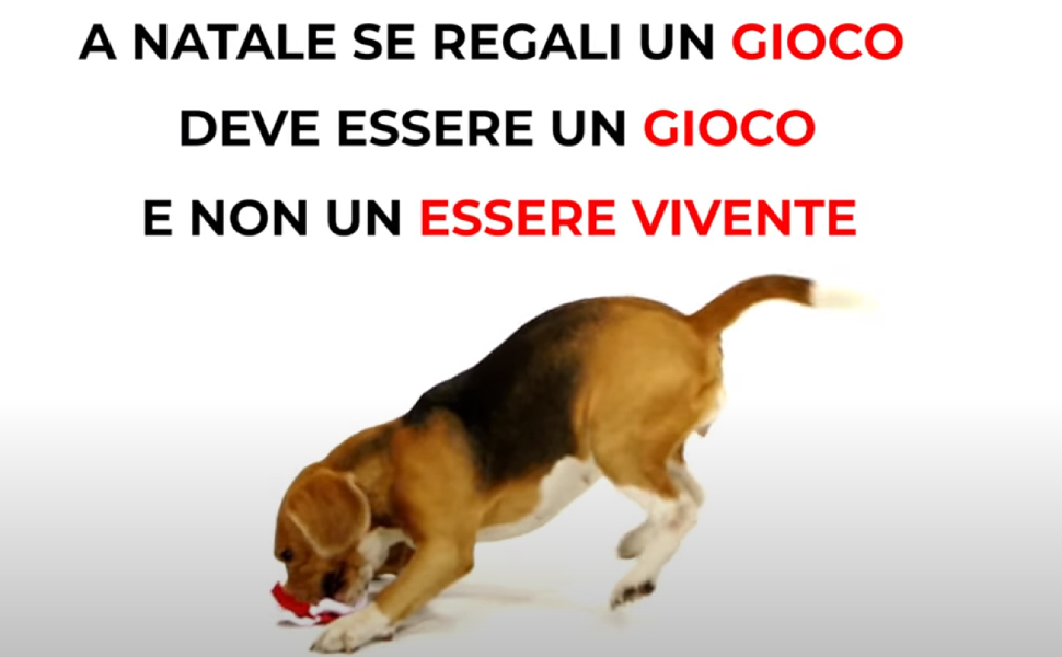 Natale, campagna dell'Oipa «cuccioli sotto l'albero possono alimentare il traffico illegale» 1 campagna oipa