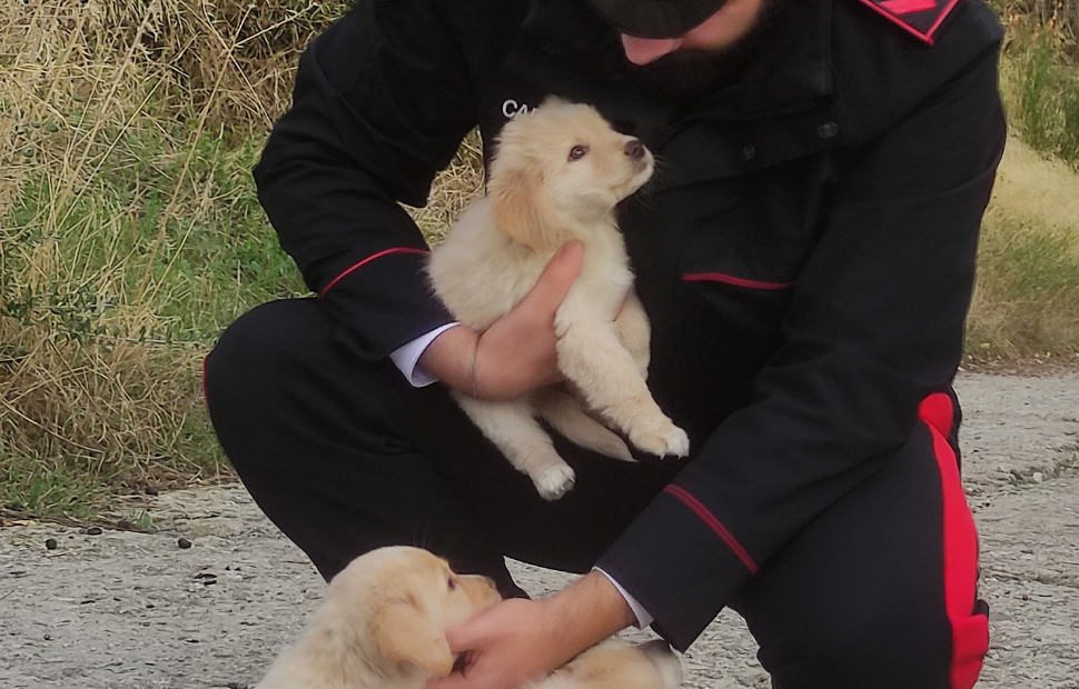 cuccioli-abbandonati-salvati