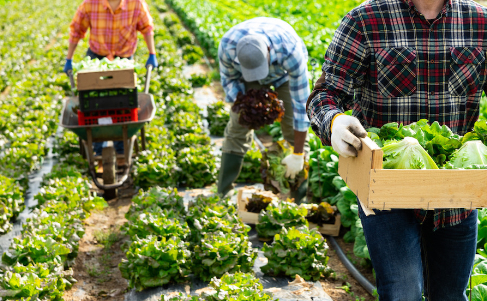 Lavoro agricolo stagionale