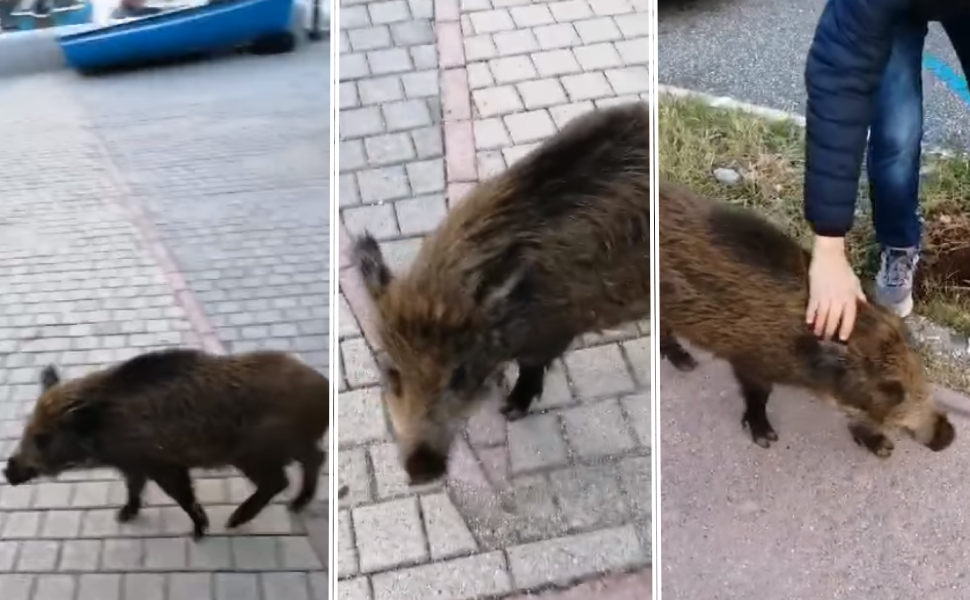 micu cinghiale tonnara palmi