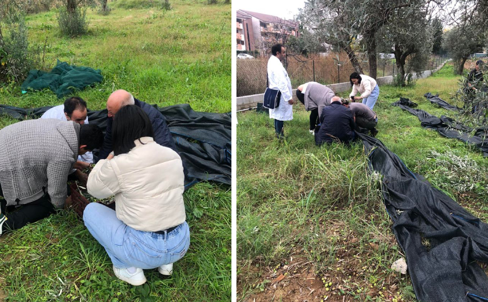 raccolta olive arcalabria