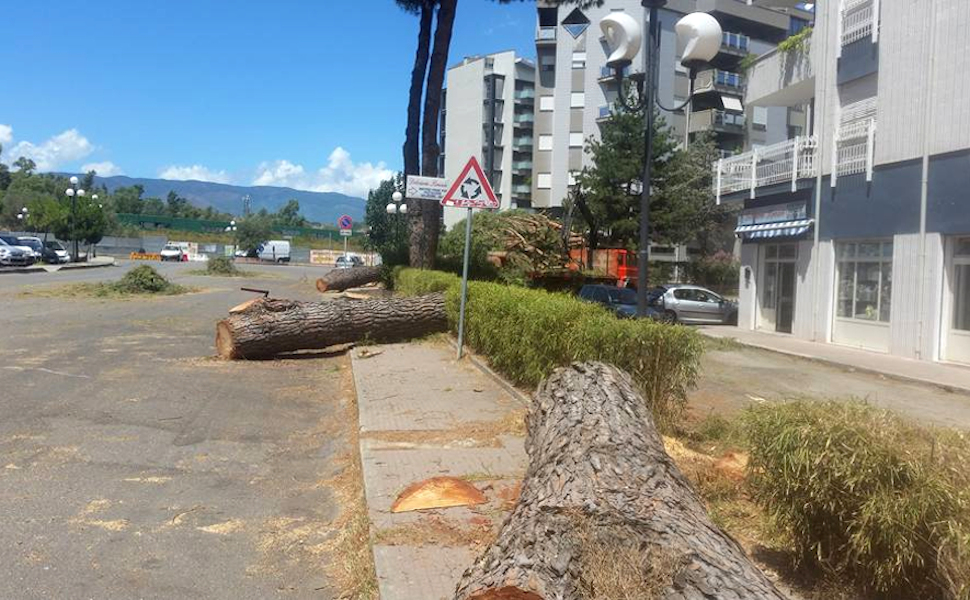 Pini domestici Rende