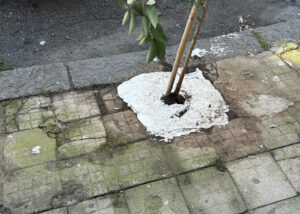 Cemento alberi Cosenza4