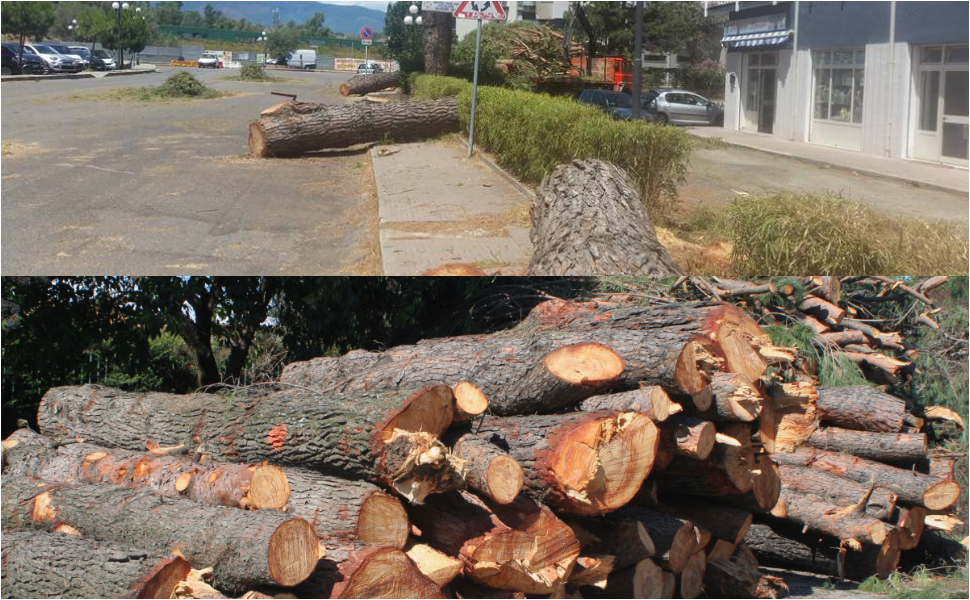 Taglio alberi Rende