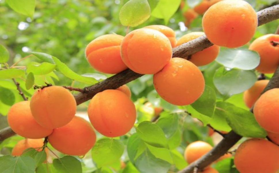 albero da frutto albicocco