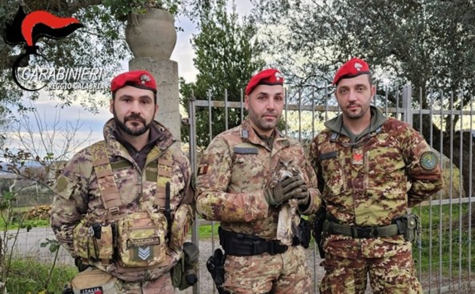 cacciatori di calabria poiana salvata