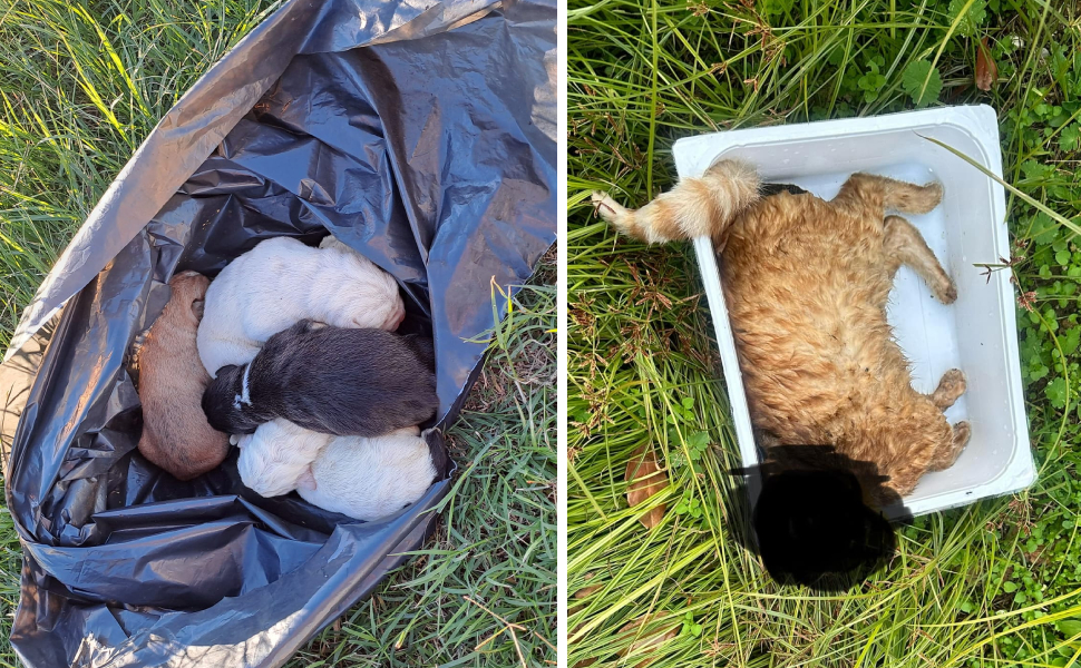Atti di crudeltà contro gli animali, troppi casi nel Cosentino 51 cani gatti crudeltà