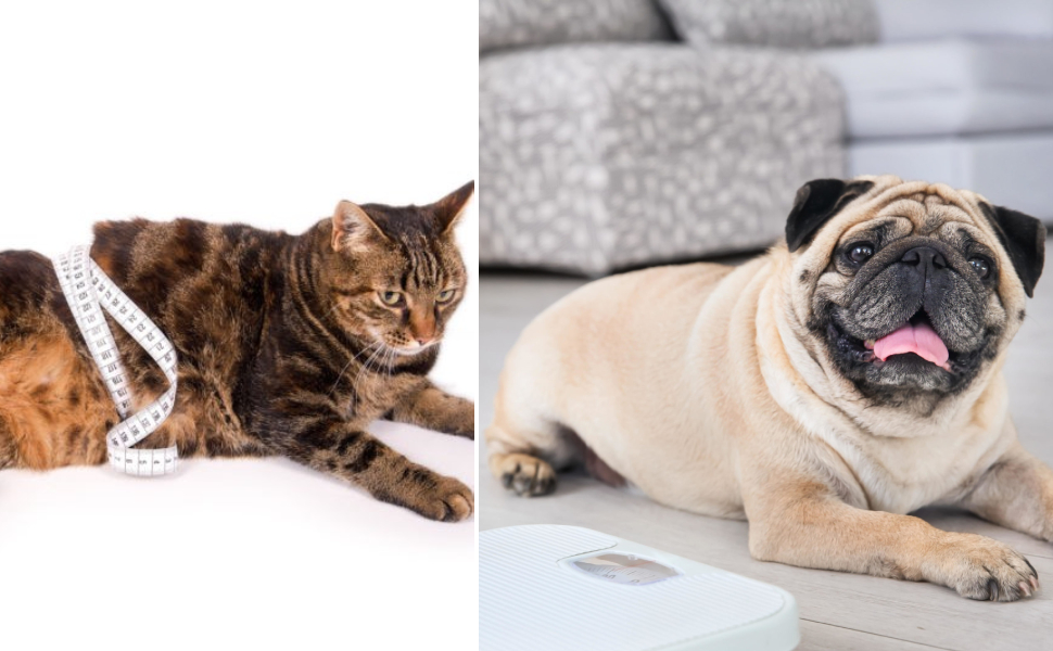 cani gatti sovrappeso
