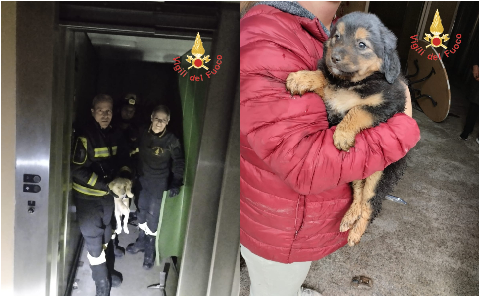 I vigili del fuoco salvano due cuccioli di cane caduti nel vano di un ascensore - VIDEO 1 cuccioli-di-cane-salvataggio