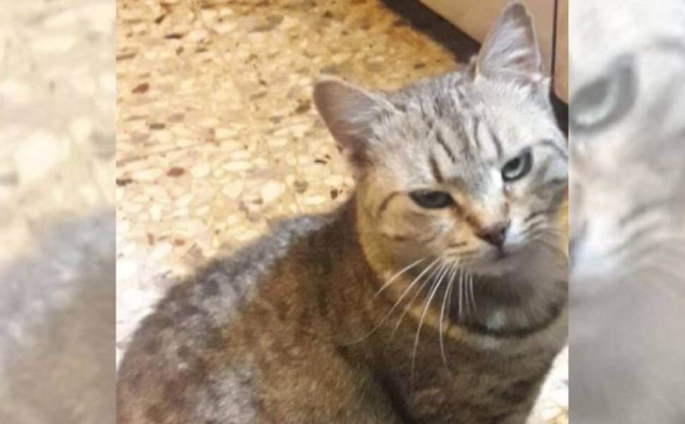 killer gatti cervicati grigina