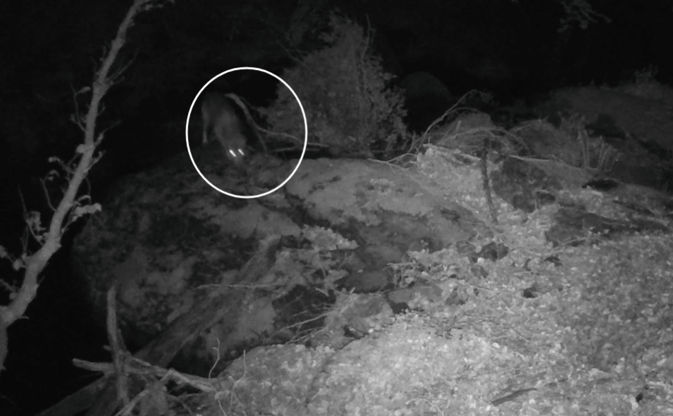 Progetto Wolfnext in Aspromonte, in un video l'interazione tra un lupo e una volpe 1 lupo ASPROMONTE