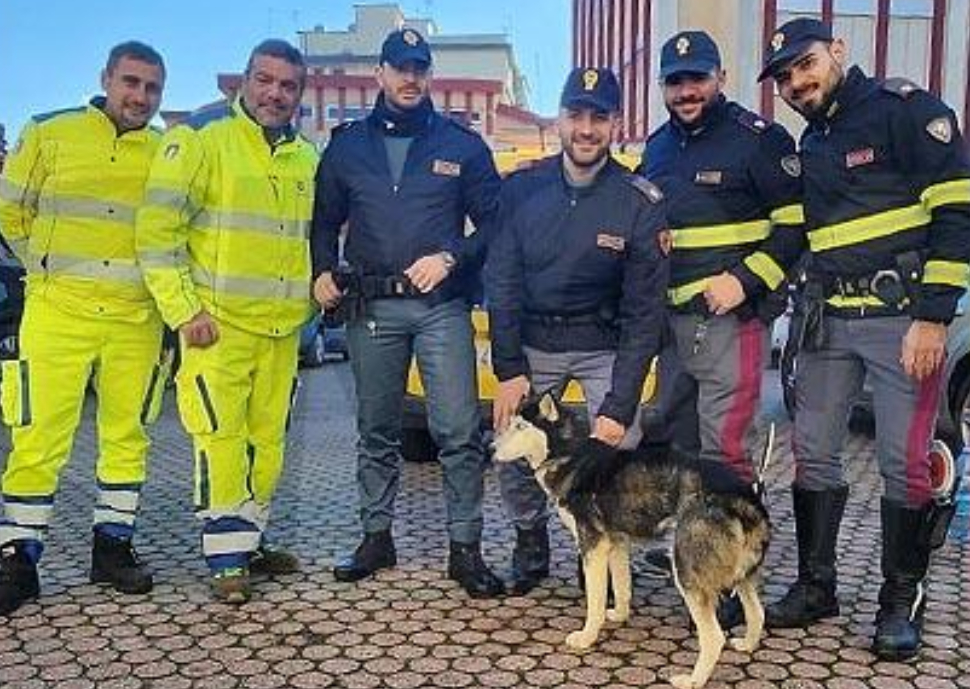 Cane vagante sulla statale, salvato da Anas e Polstrada: ora cerca una casa 51 salvataggio cane siderno