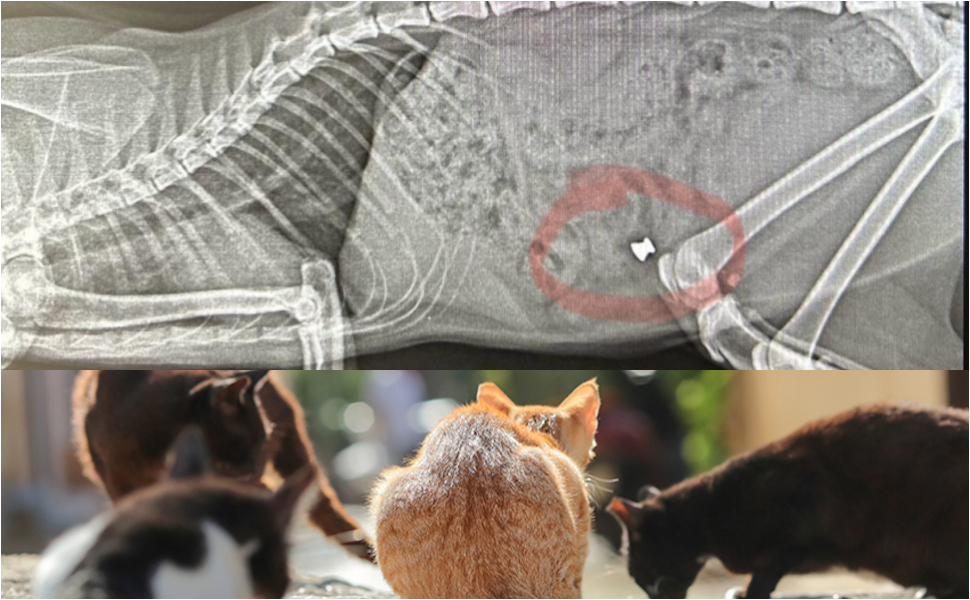 Mendicino Gatti sparati