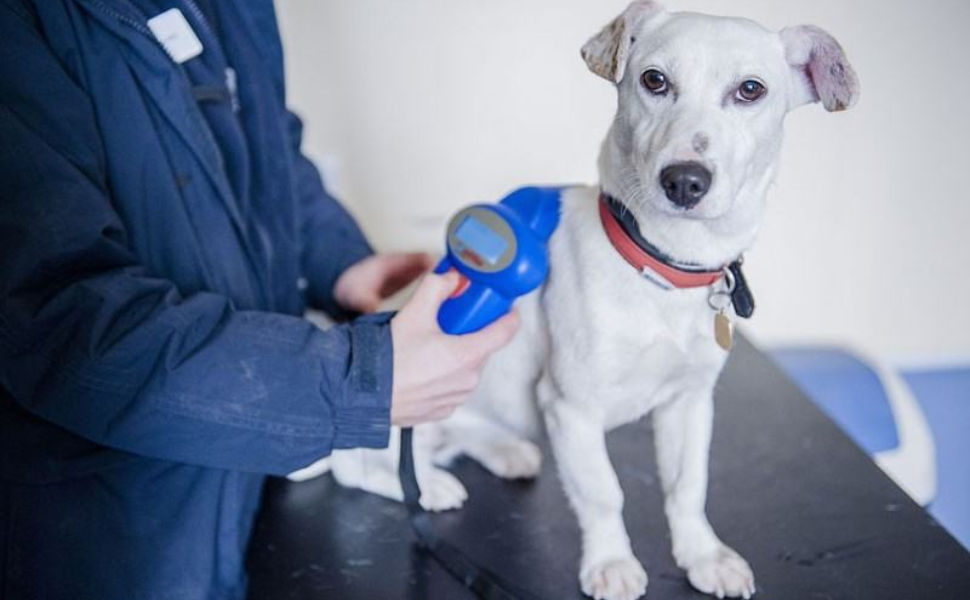 animale-domestico-microchip