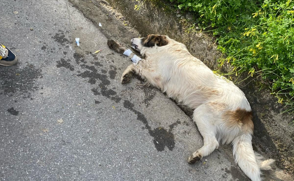 A Fuscaldo l'ennesima crudeltà contro gli animali: cane investito e avvelenato - VIDEO 1 cane-investito-e-avvelenato-Fuscaldo