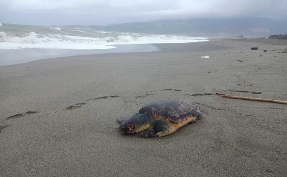 caretta caretta morta