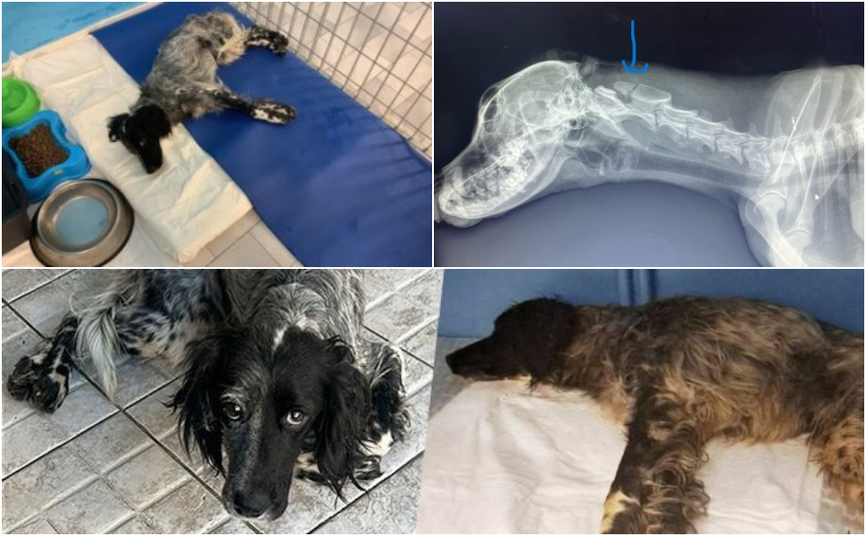 petra setterina oipa