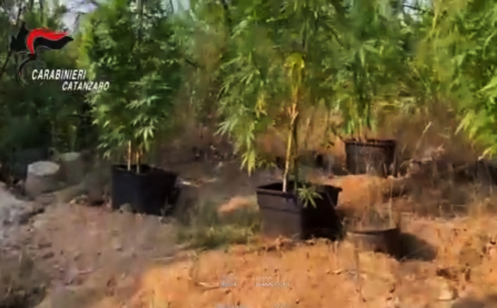 piante marijuana 14 arresti catanzarese 01