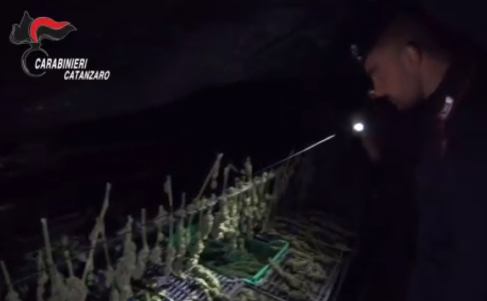 piante marijuana 14 arresti catanzarese 02