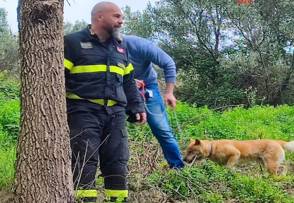 Cane Salvato da braco di cianghiali