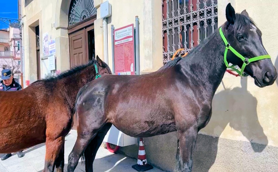Cavalli-davanti-al-Comune-di-Sersale