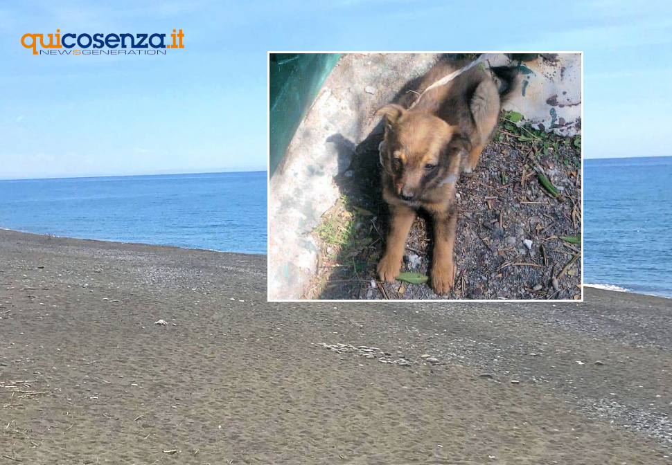 Cucciolo di cane salvato a Paola