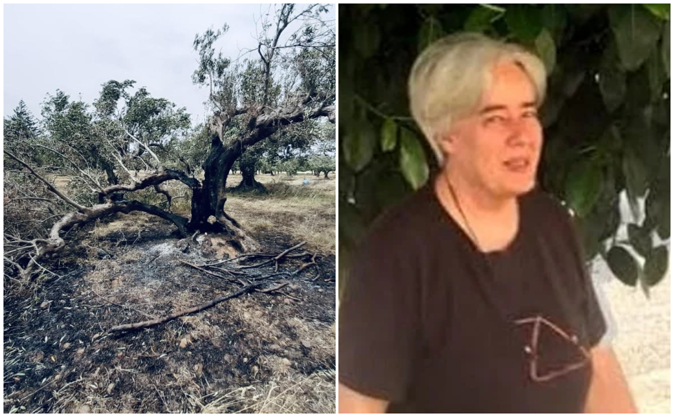 Patrizia-Rodi_alberi-secolari-bruciati