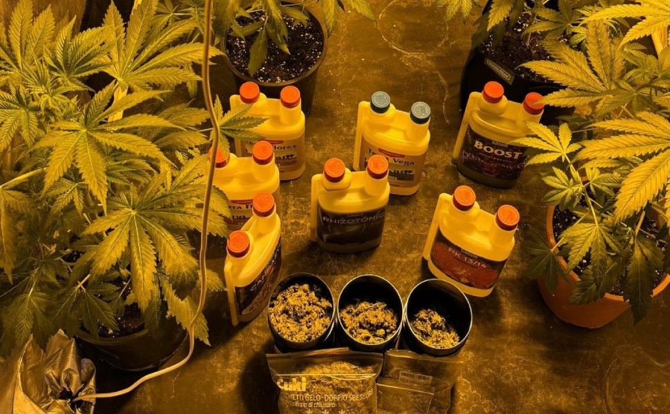 Vibo Valentia cannabis