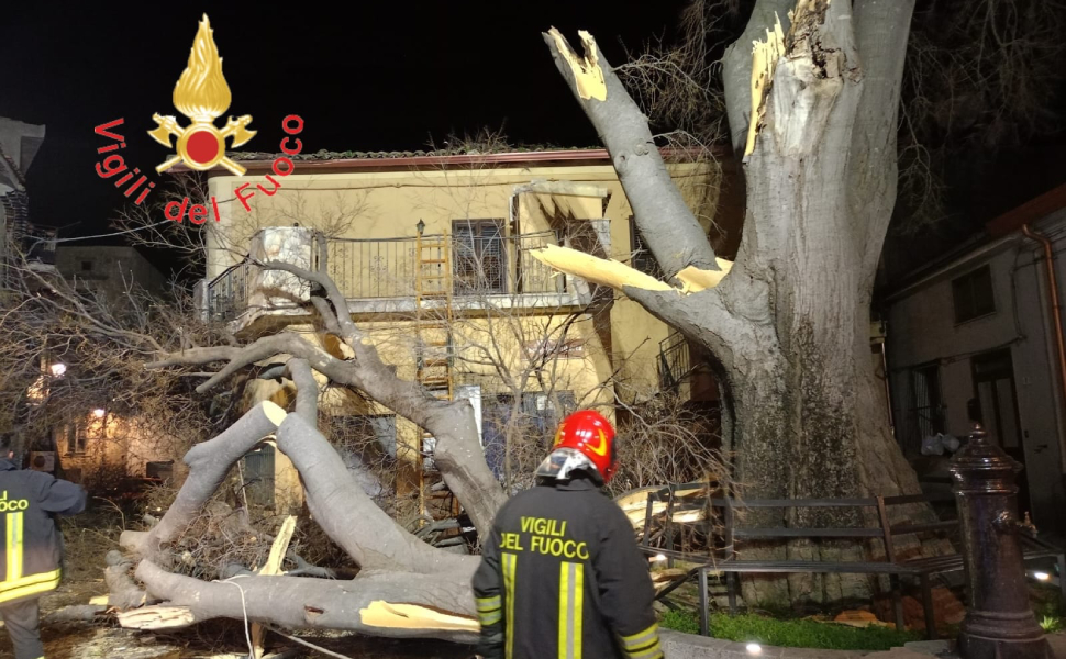 albero liberta spezzato belcastro 02