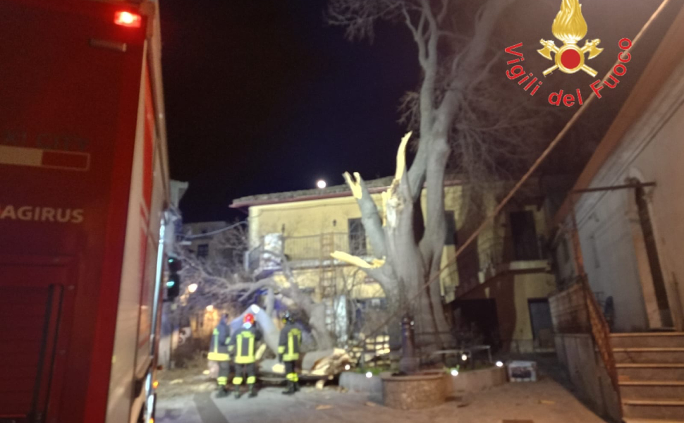 albero liberta spezzato belcastro 03