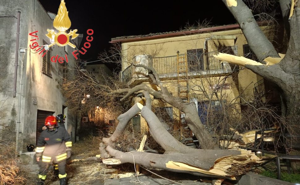 albero liberta spezzato belcastro