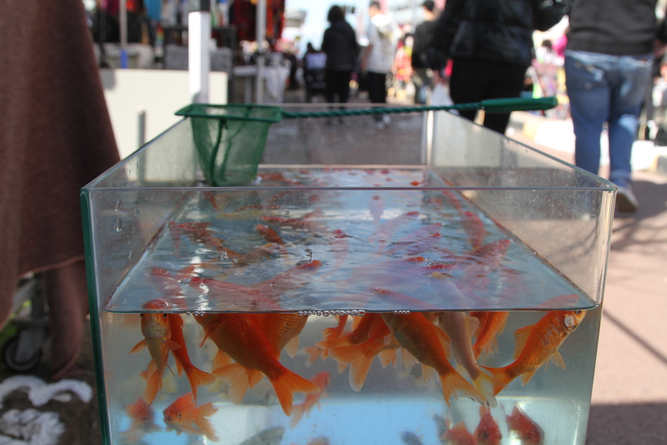 "Facce da Fiera”: volti, colori e immagini dell'evento più amato dai cosentini - FOTO 111 fiera18