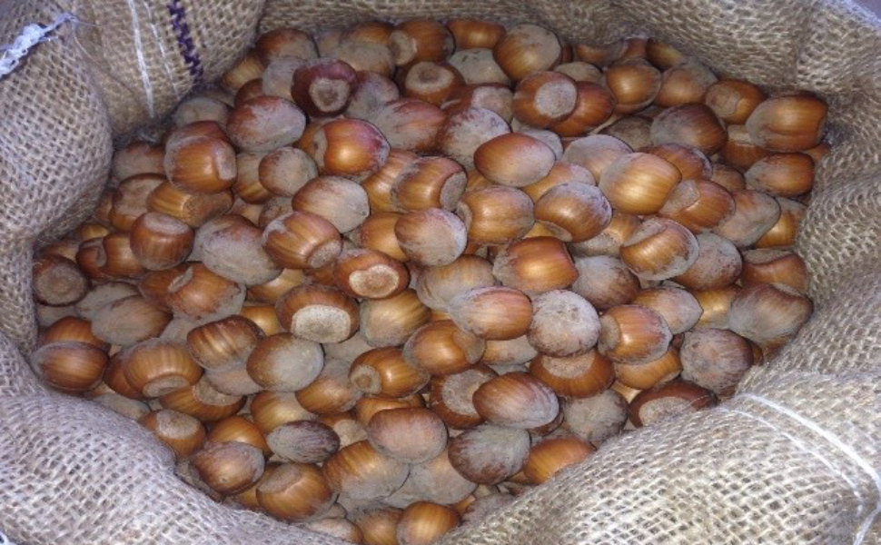 nocciola calabrese 1