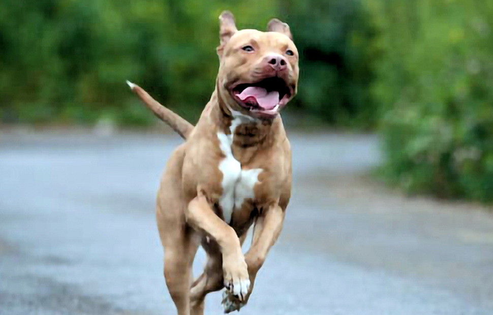 Pitbull2