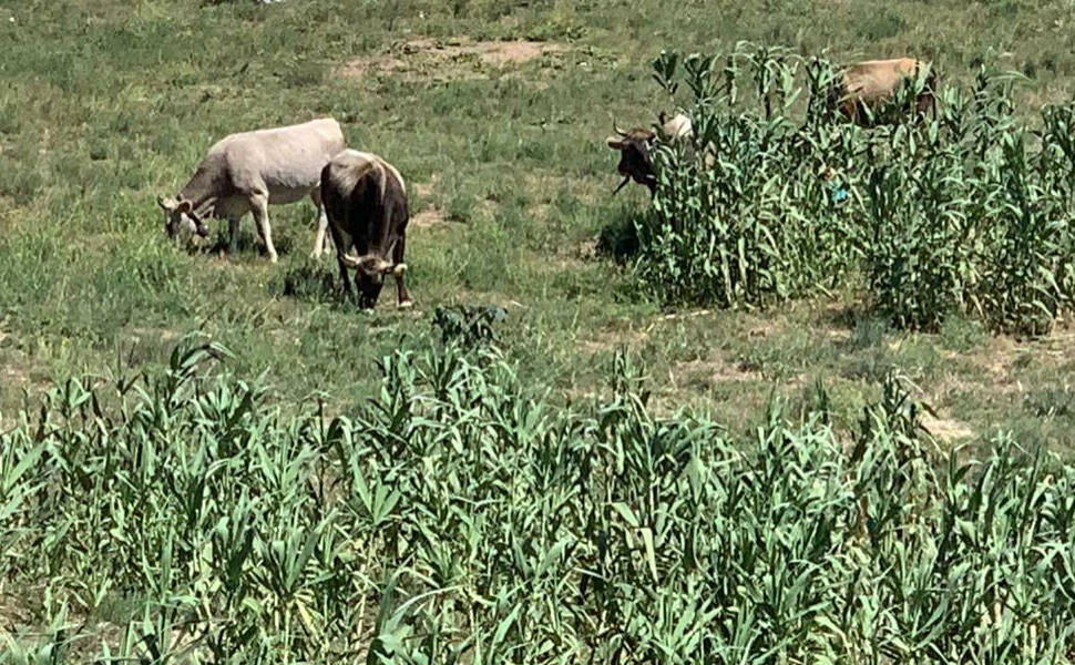 bovini vaganti generico