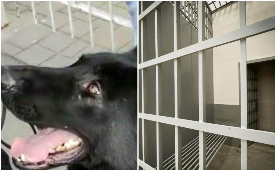 cane-poliziotto-carcere-rossano