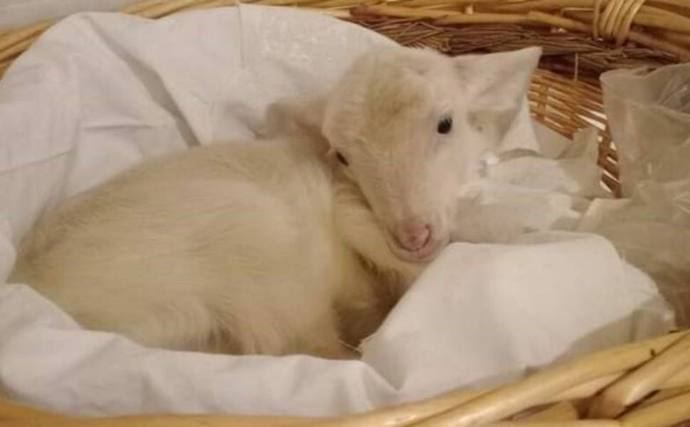 monterosso agnello chiesa