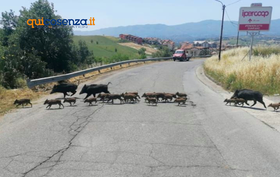 Cinghiali LuzzI branco