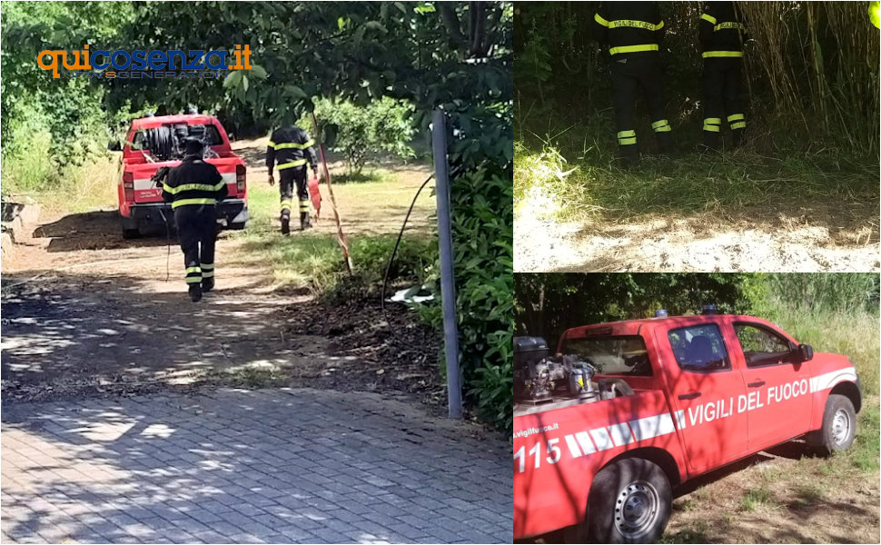 Cucciolo cane salvato Rende