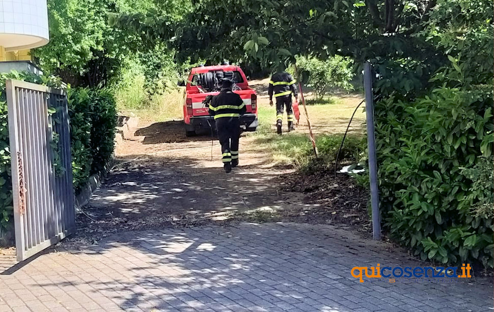 Vigili del fuoco Rende cucciolo1