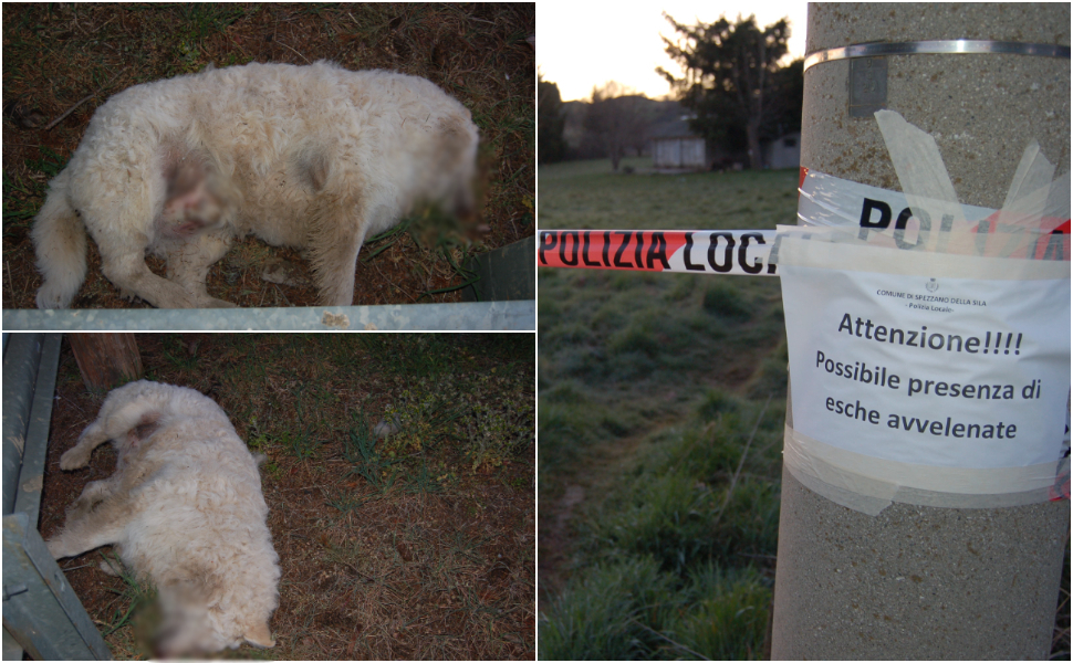 cani-avvelenati-sila