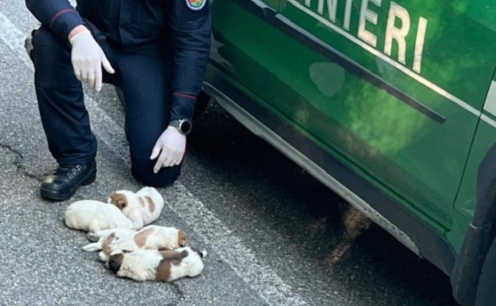carabinieri forestali cuccioli