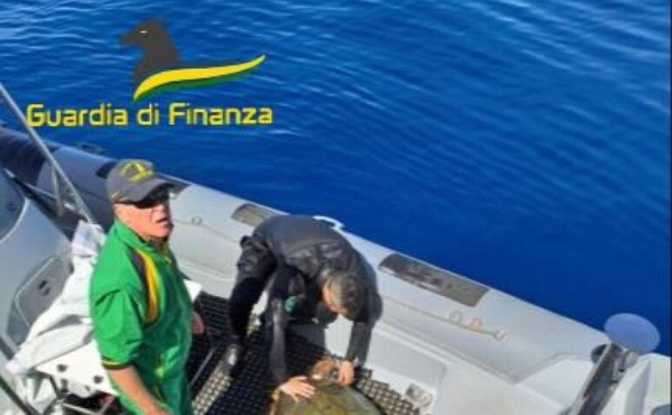 caretta-caretta-salvata