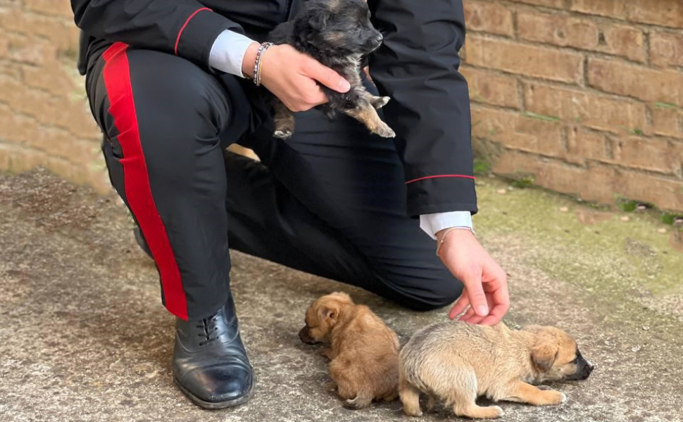 cuccioli recuperati carabinieri