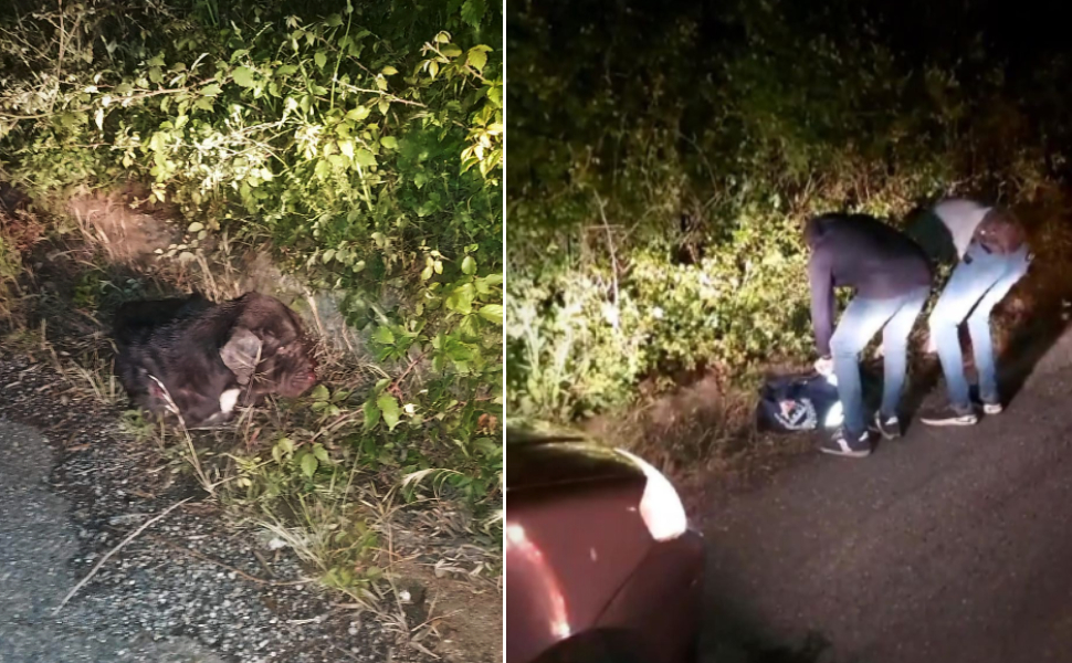 cucciolo investito guardia ecozoofila