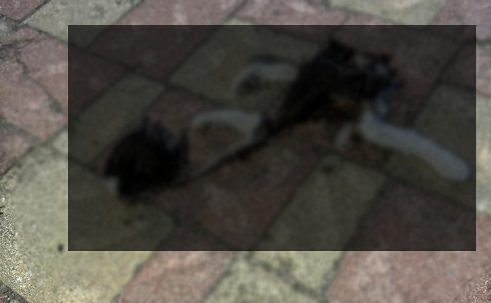 gatti uccisi e sventrati Crotone