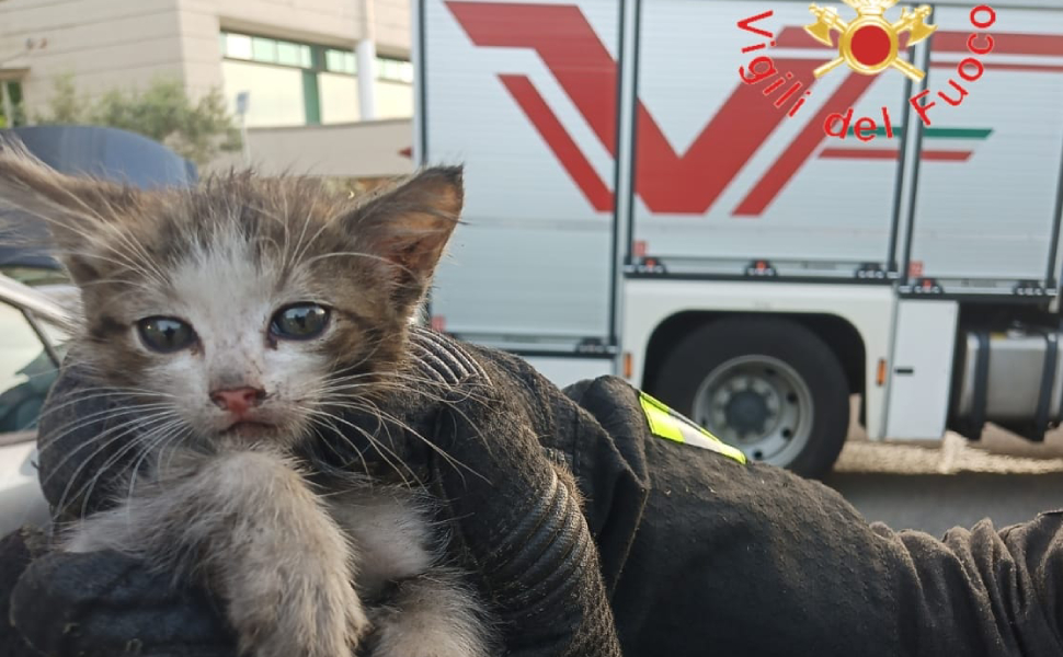 Rende: vigili estraggono un gattino incastrato in un'auto, cittadino lo adotta 51 gattino vigili fuoco rende