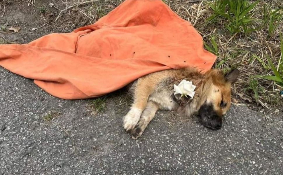pati cane signorello catanzaro