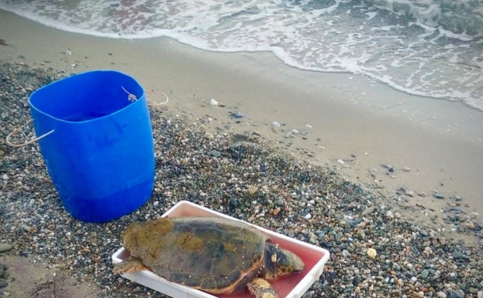 tartaruga caretta caretta