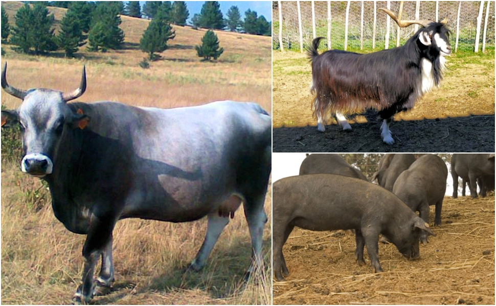 Allevatori Calabresi finanziamento